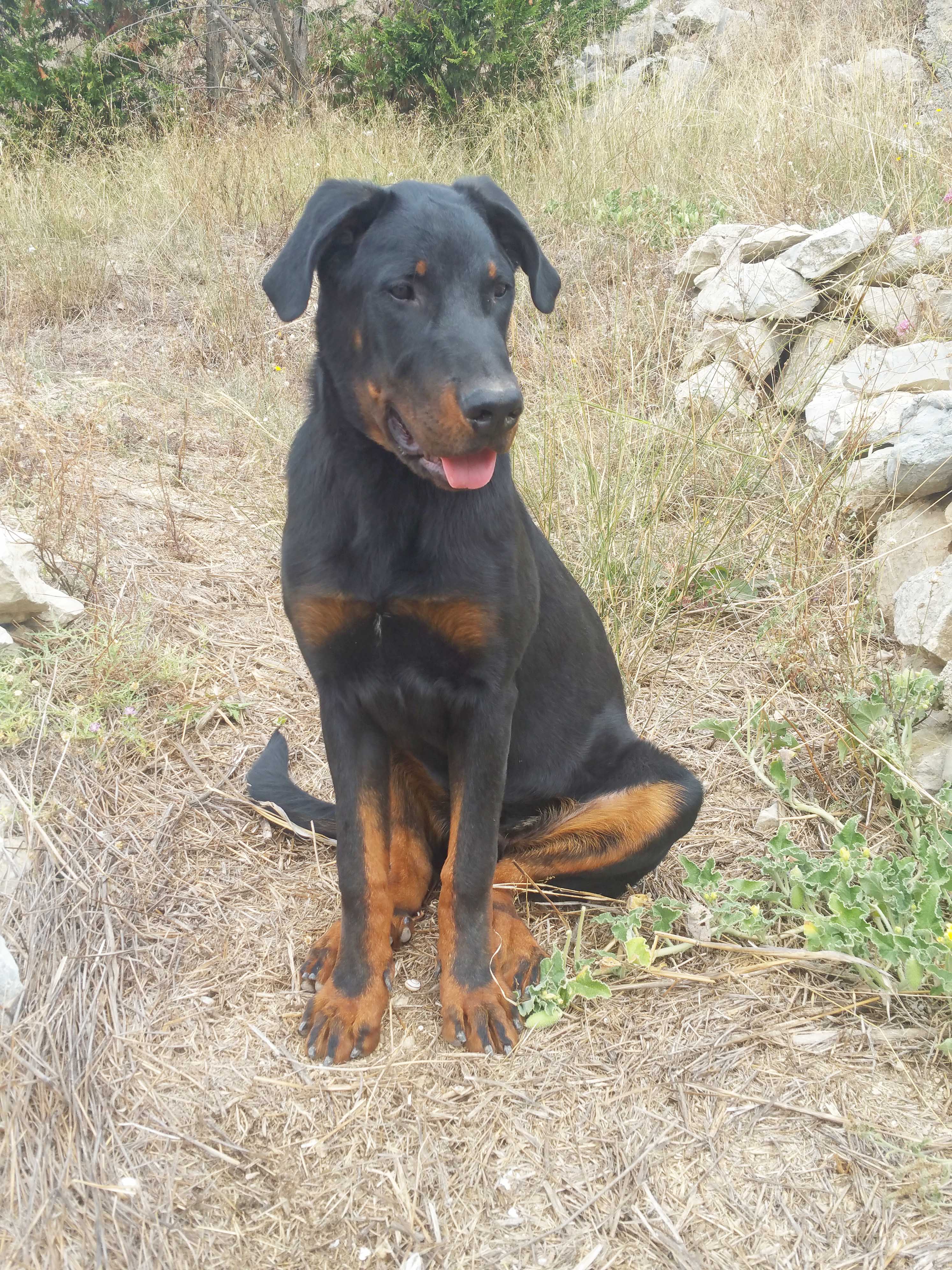  domainedelalicorne.fr photo chien beauceron photo chiot beauceron Elevage de beauceron chiot beauceron pure race élevage du clos de la licorne elevage des gardiens de la licorne elevage beauceron noir et feu authentique gros gabarits élevage de Beauceron familial sérieux et qualité domainedelalicorne.fr suivi des chiots conseil d’éducation chiot propre bas rouge santé caractère spécialiste du beauceron noir et feu ou arlequin chien rustique berger de France  nos chiots sont élevés avec amour et attention notre passion au service de la qualité Beauceron de qualité et sportif domaine de la licorne 04380 BARRAS élevage en liberté éleveur berger de beauce élevage de beauceron de travail 06 11 20 51 93 site domainedelalicorne.fr mail domainedelalicorne@gmail.com